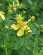 Image of Hypericum ascyron subsp. ascyron