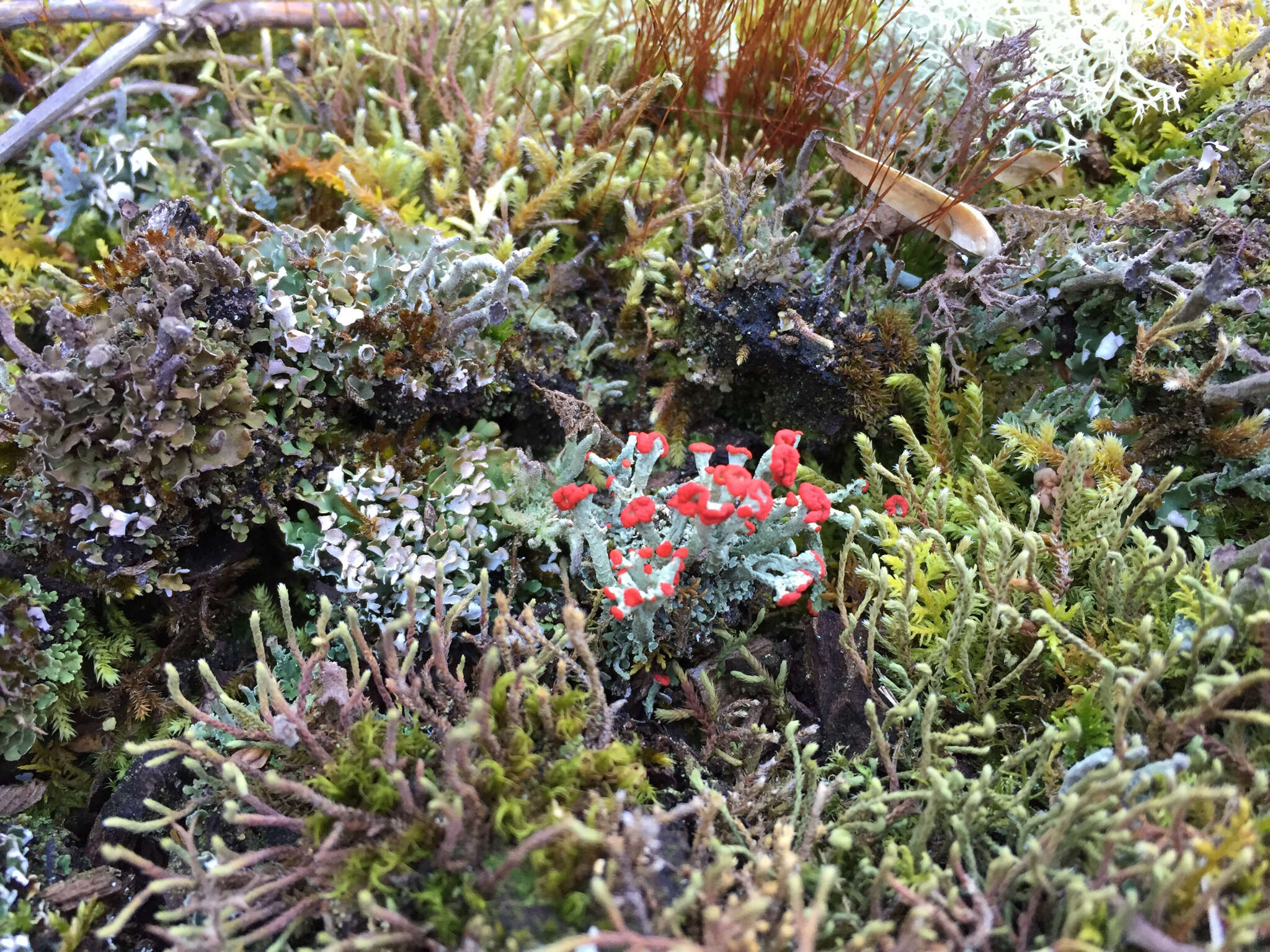 Слика од Cladonia cristatella Tuck.