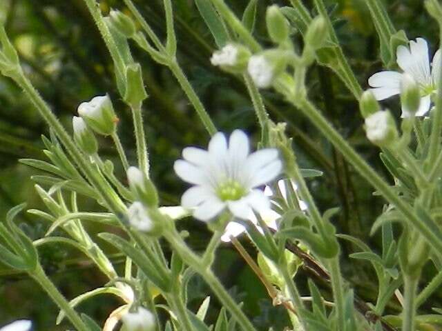 Image of field chickweed