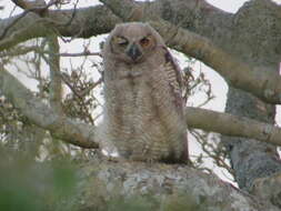 Image of South American Great Horned Owl