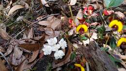 Image of Xanthosia rotundifolia DC.