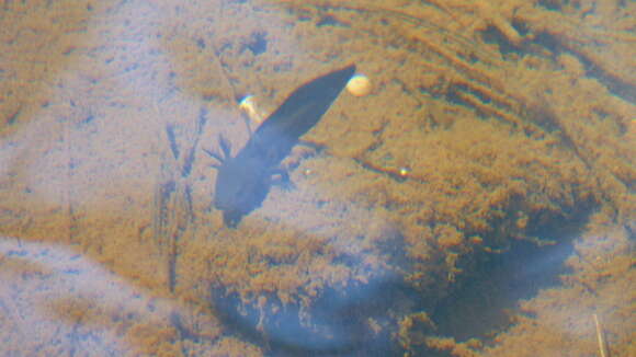 Image of Michoacan Stream Salamander