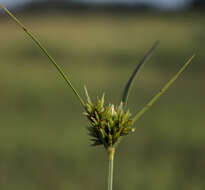 Image of Great Plains flatsedge