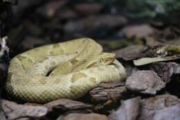 Plancia ëd Bothrops insularis (Amaral 1921)