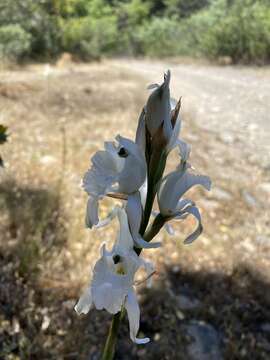 Image of Chloraea crispa Lindl.