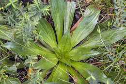 Image of Plantago hedleyi Maiden