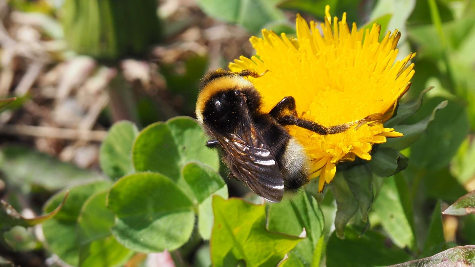 Image of Ashton's Cuckoo Bumblebee