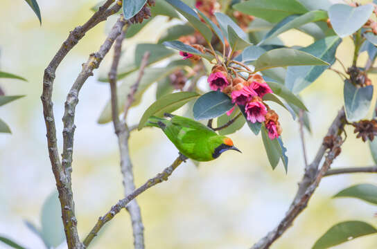 Image of Golden-fronted Leafbird