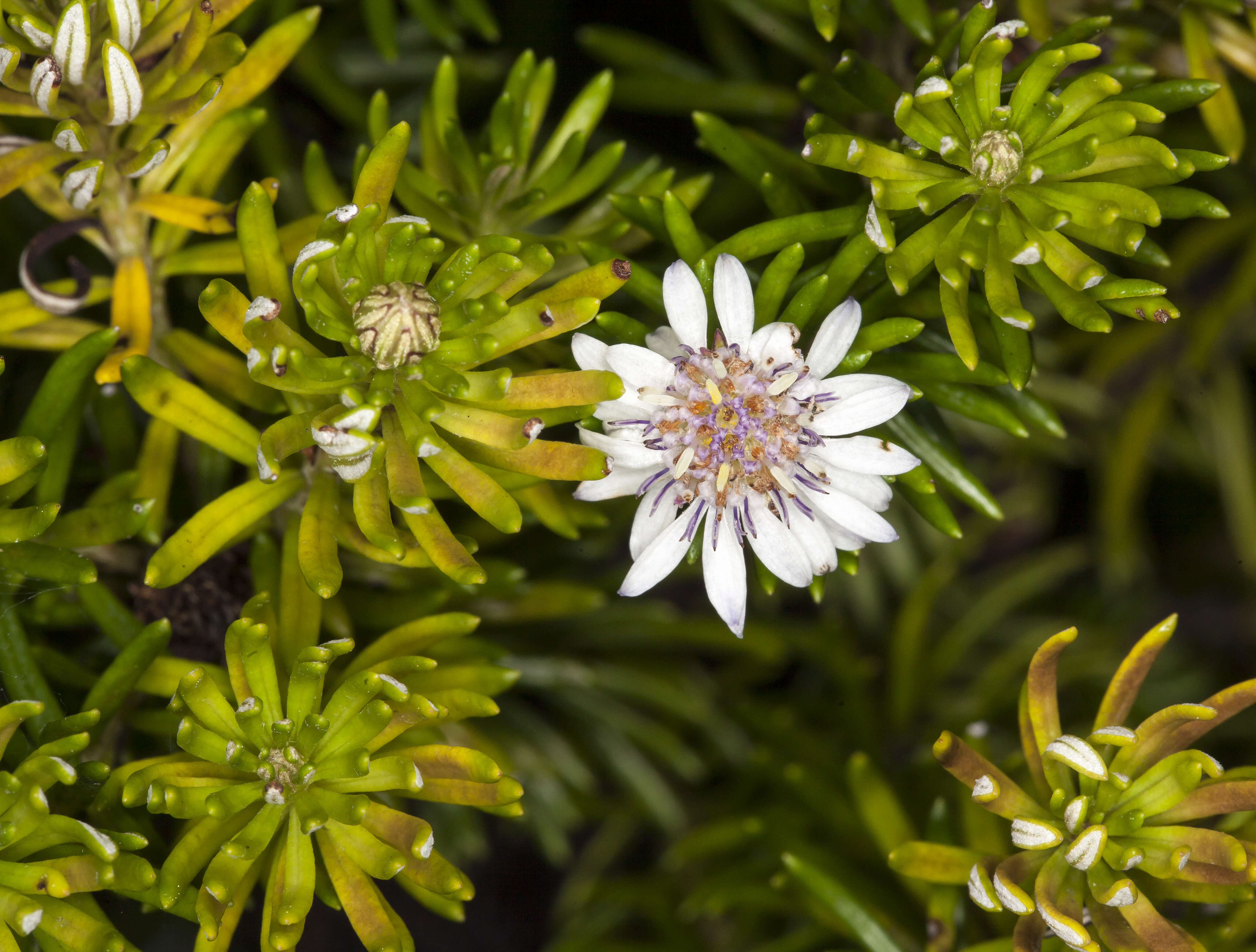 Olearia ballii (F. Müll.) F. Müll. ex Hemsl. resmi