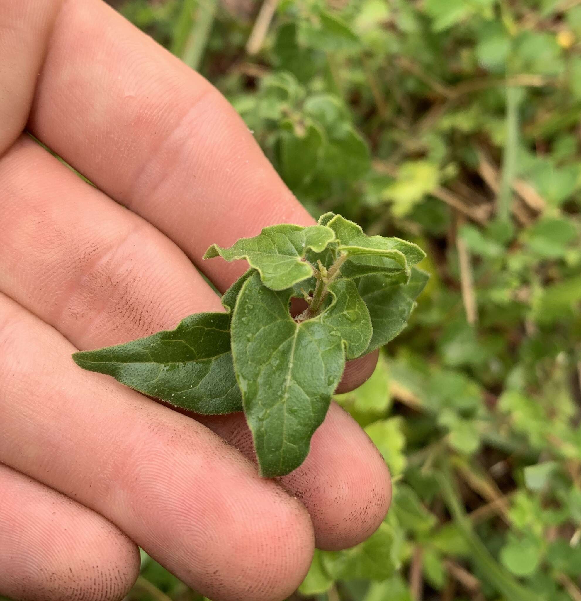 Image of trailing milkvine