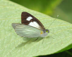 Image of Leptophobia philoma (Hewitson 1870)