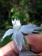 Image of Dianthus mooiensis F. N. Williams