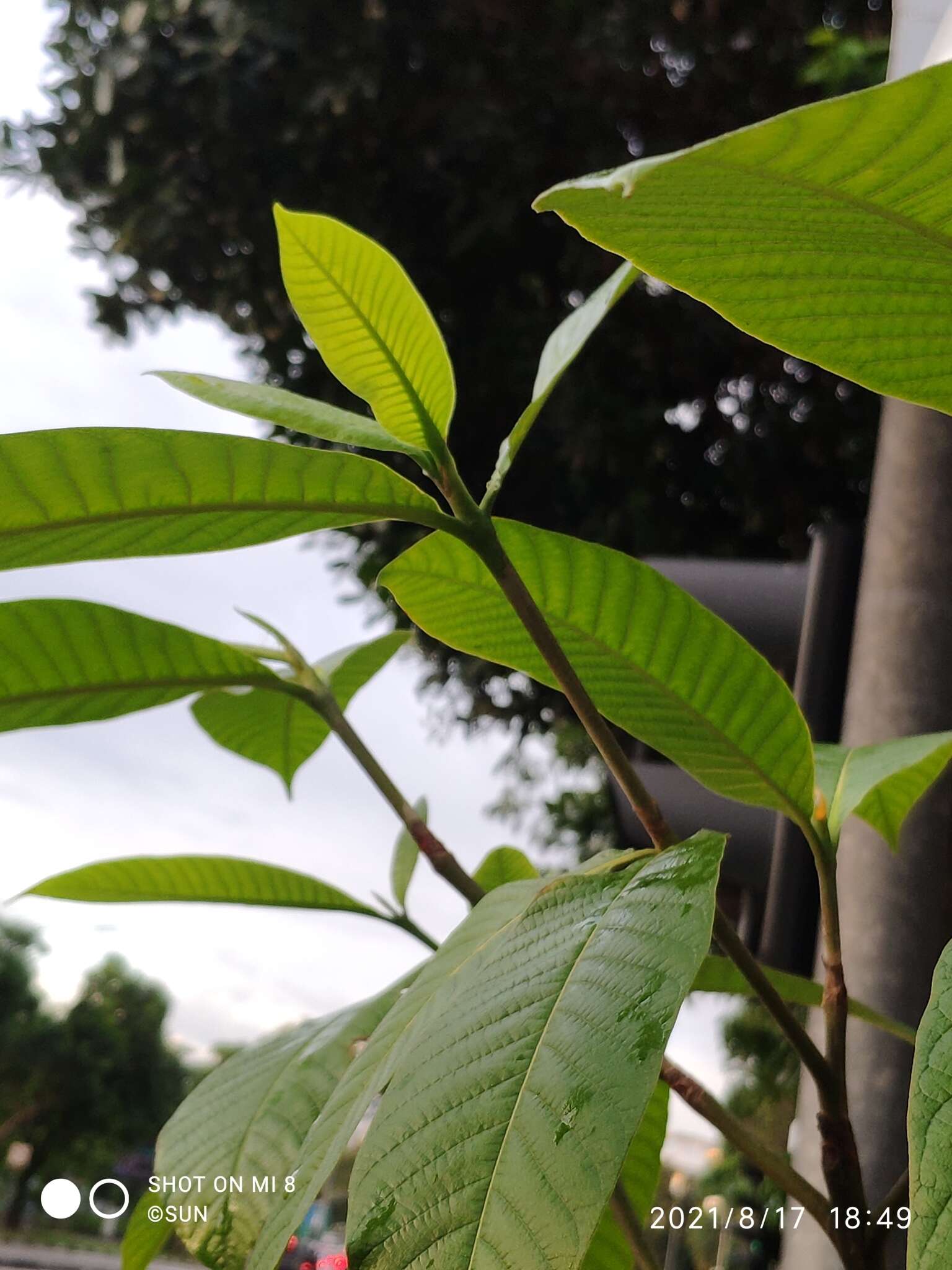 Plancia ëd Gardenia sootepensis Hutch.