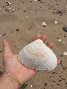 Image of Atlantic surf clam