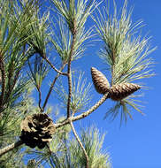 Image of Brutia Pine