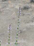 Image de Penstemon acuminatus Dougl.