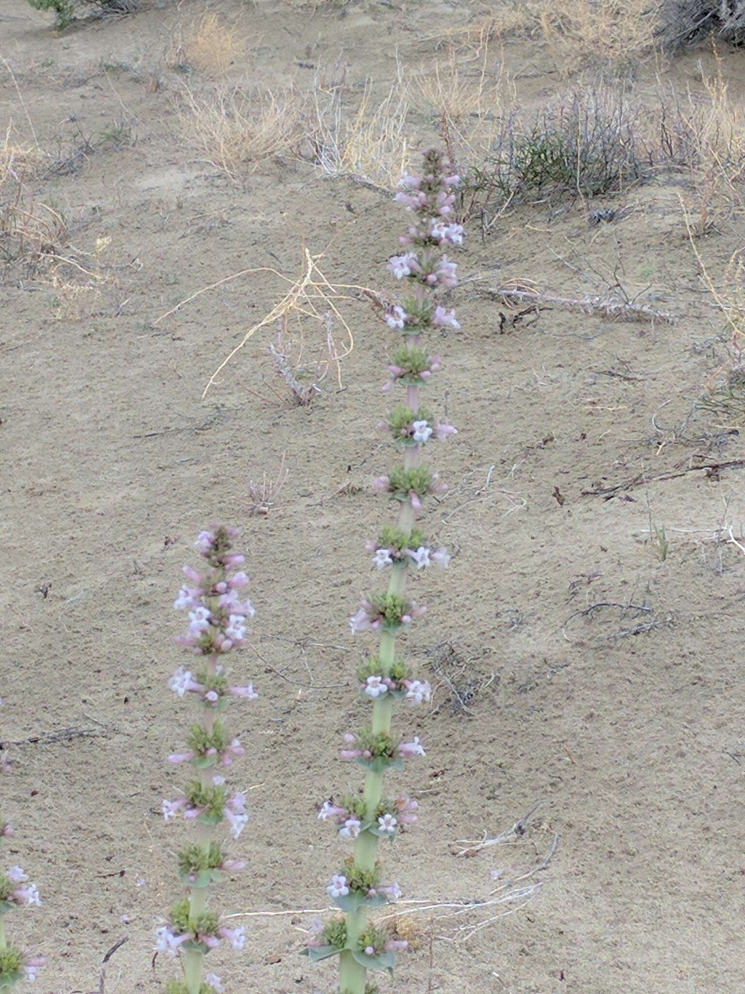 Penstemon acuminatus Dougl.的圖片