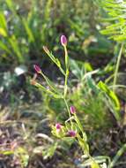 Image of branched centaury