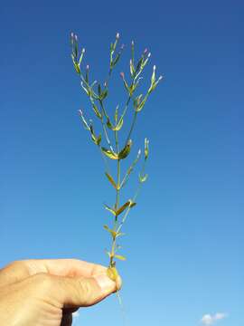 Image of branched centaury