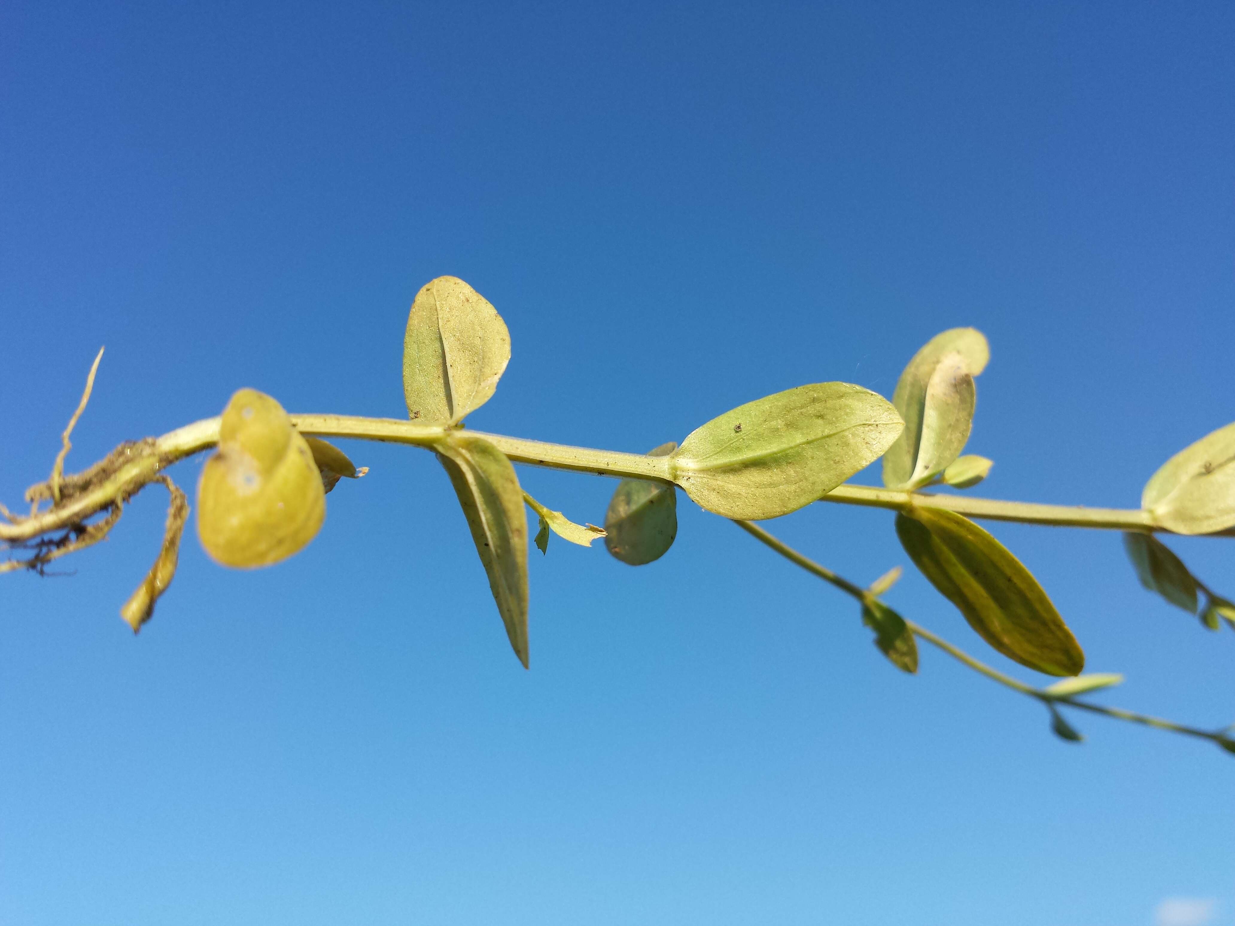 Image of branched centaury