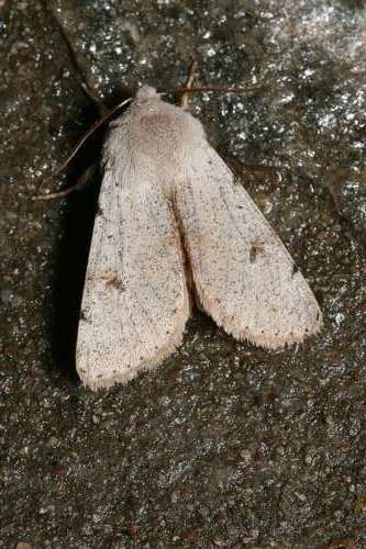 Image of Perigrapha (Rororthosia) rorida Frivaldsky 1835