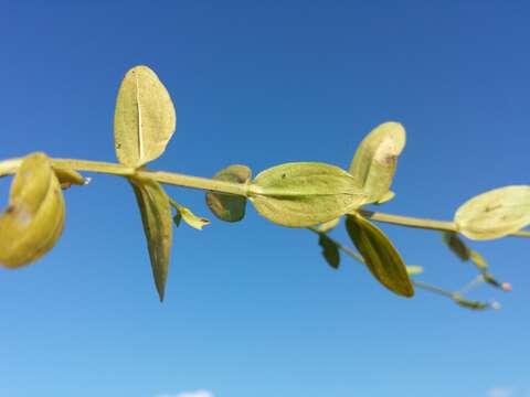 Image of branched centaury