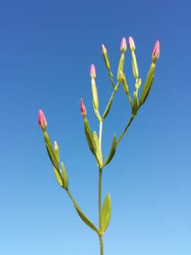 Image of branched centaury