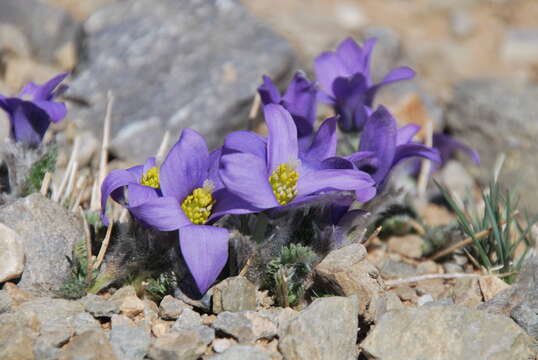 Image of Pulsatilla bungeana C. A. Mey. ex Ledeb.