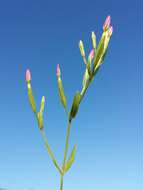 Image of branched centaury