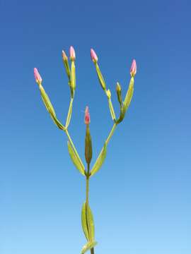 Image of branched centaury