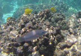 Image of Ringtail maori wrasse