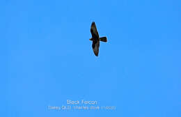 Image of Black Falcon