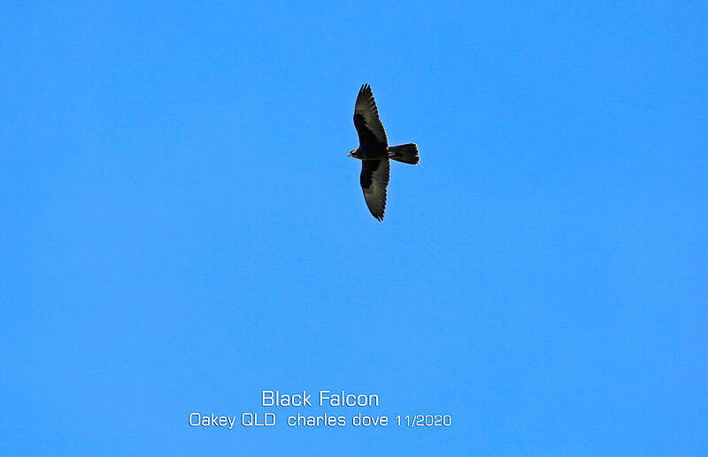 Image of Black Falcon