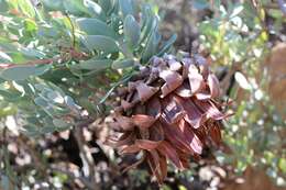 Image de Protea sulphurea Phillips