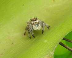 Sivun Phidippus maddisoni Edwards 2004 kuva