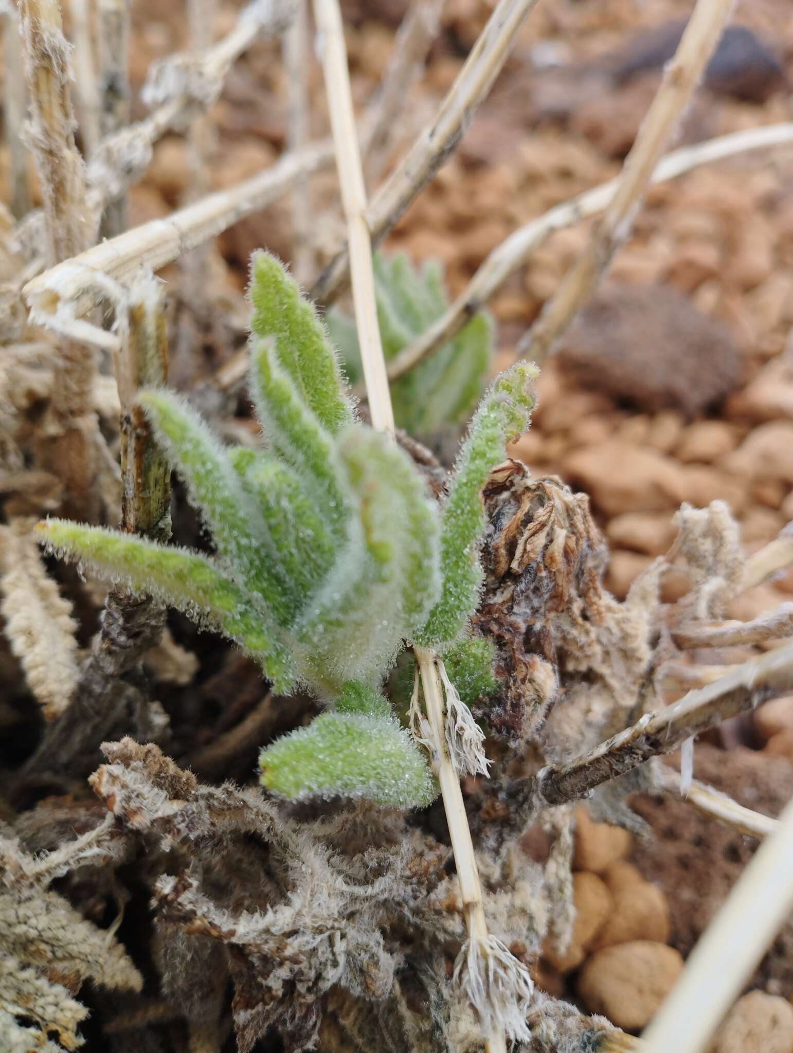 Image of Nepeta teydea Webb & Berthel.