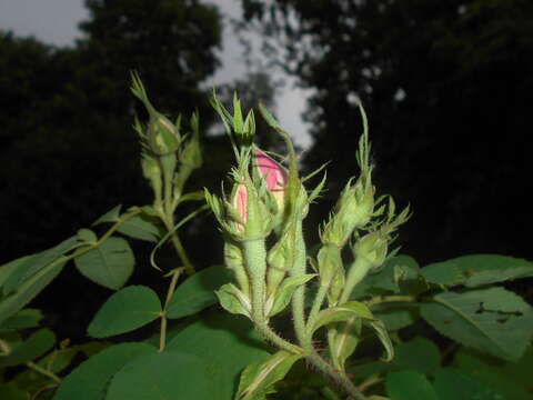 Image of damask rose