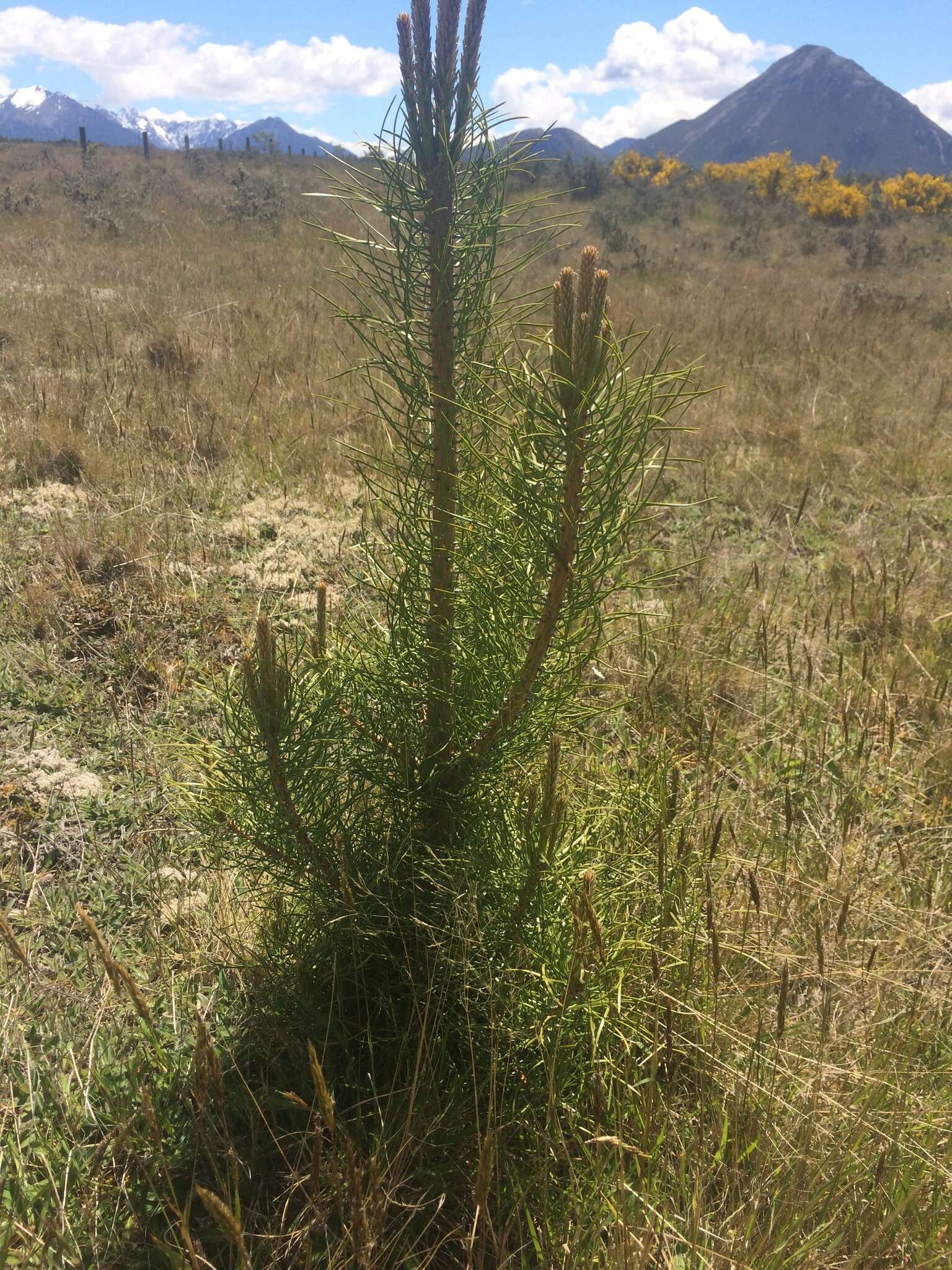 Imagem de Pinus nigra subsp. laricio (Poir.) Maire