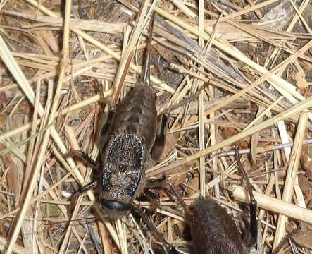 Image of Southern Barbed-wire Bush-cricket