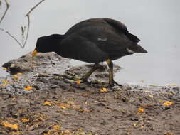 Image of Red-fronted Coot