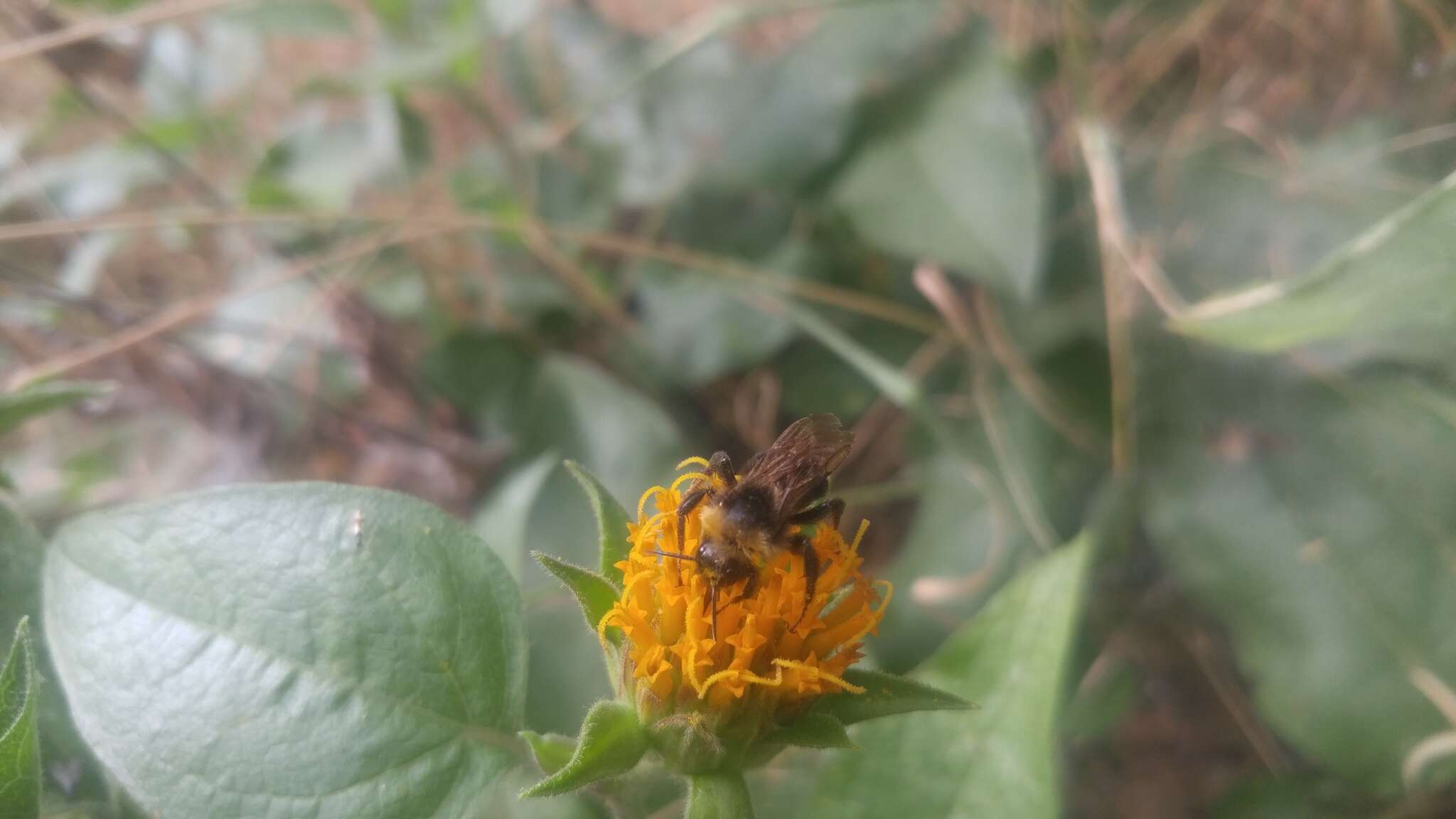 Image of Coville's mule-ears