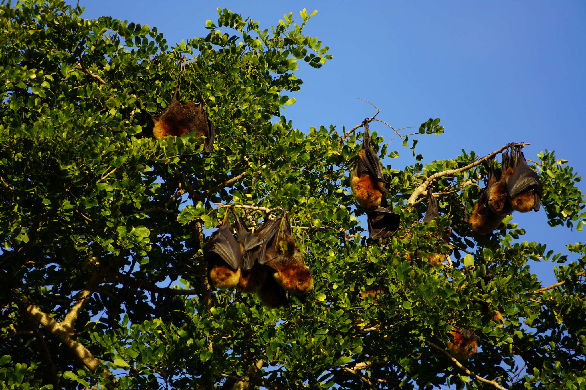 Imagem de Pteropus rodricensis Dobson 1878