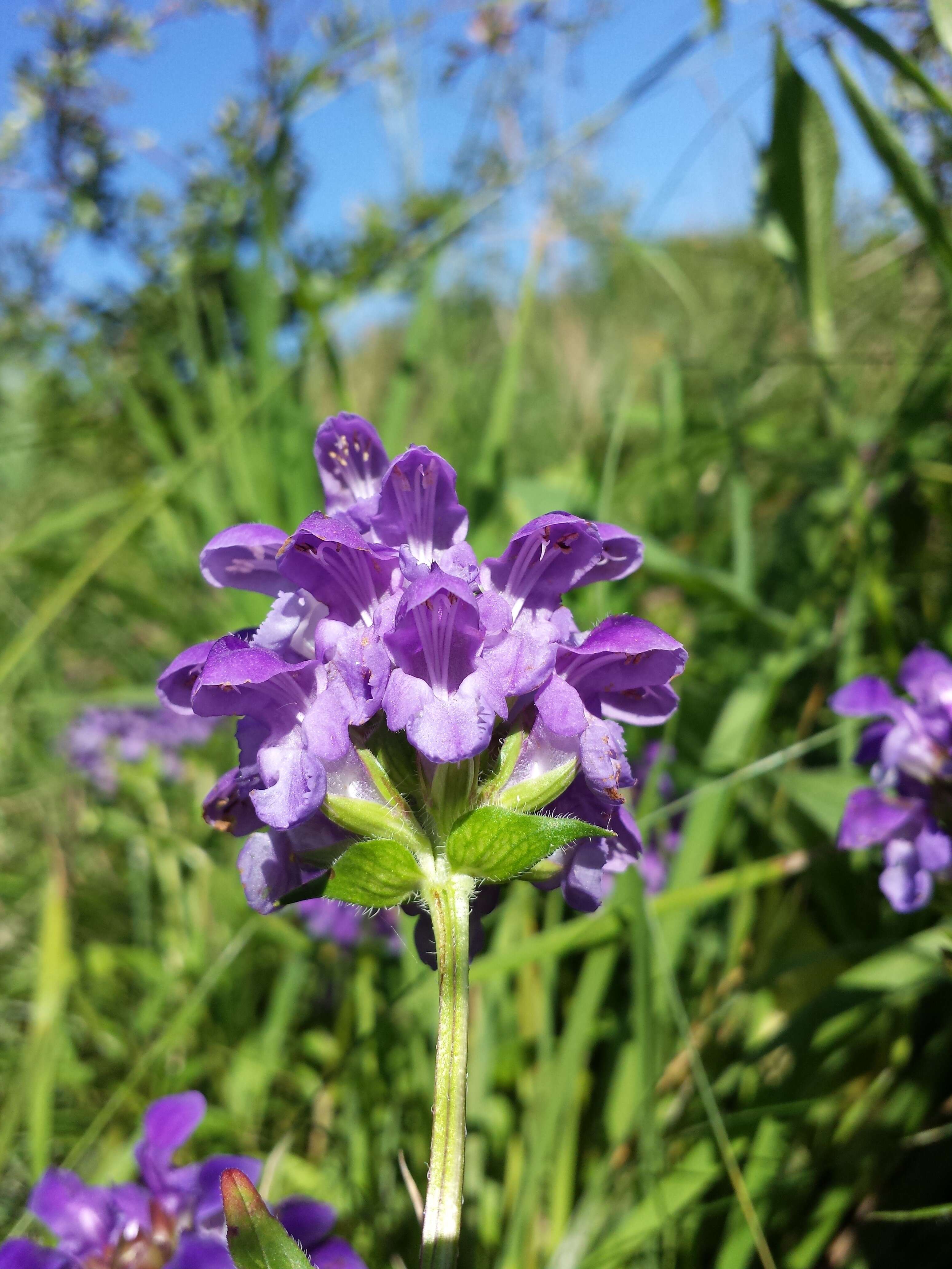 Image of large-flowered selfheal