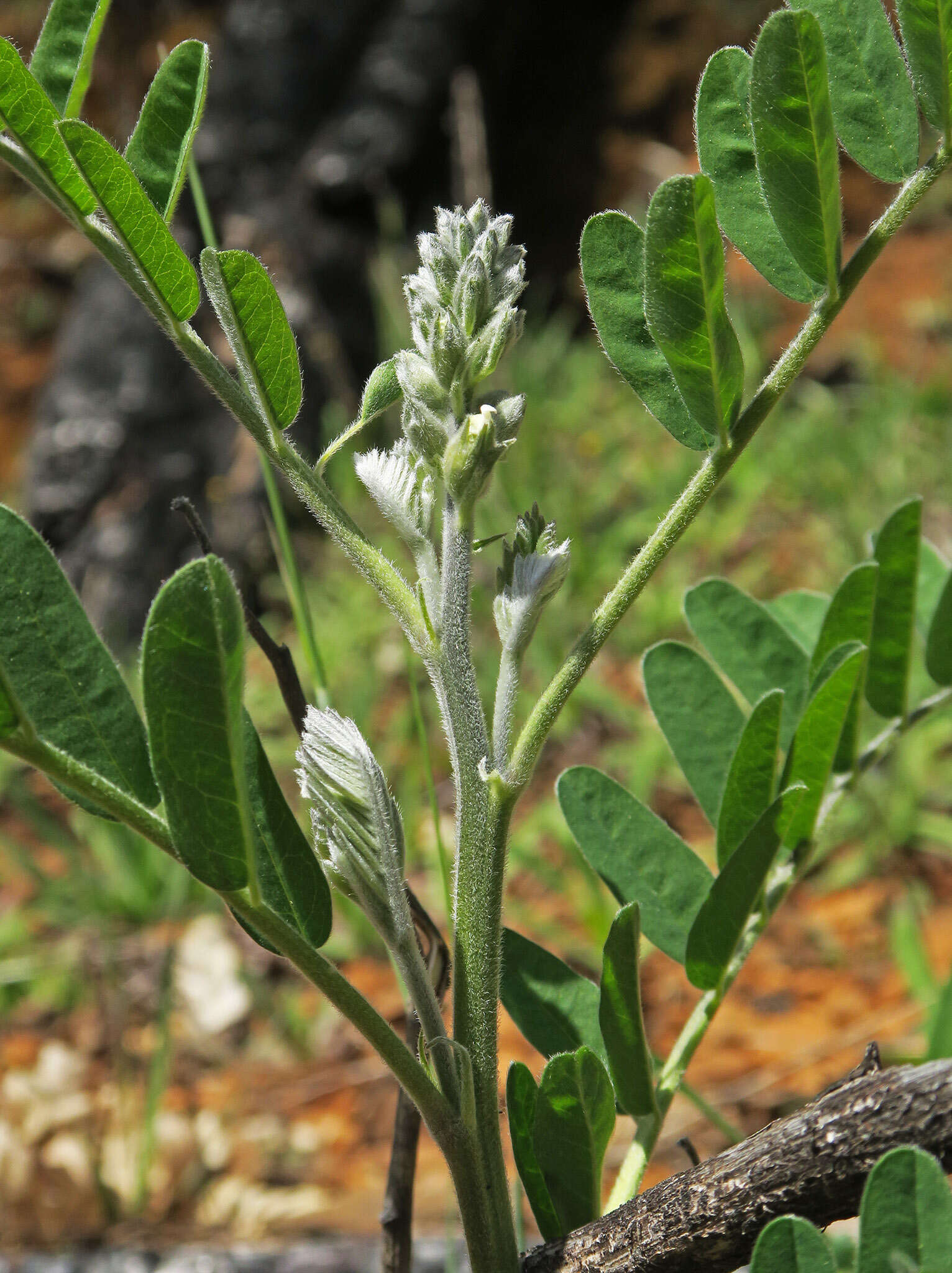 Слика од Sophora leachiana M. Peck