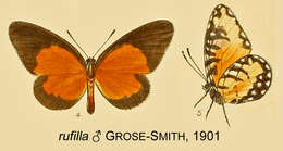 Image de Telipna rufilla (Grose-Smith 1901)