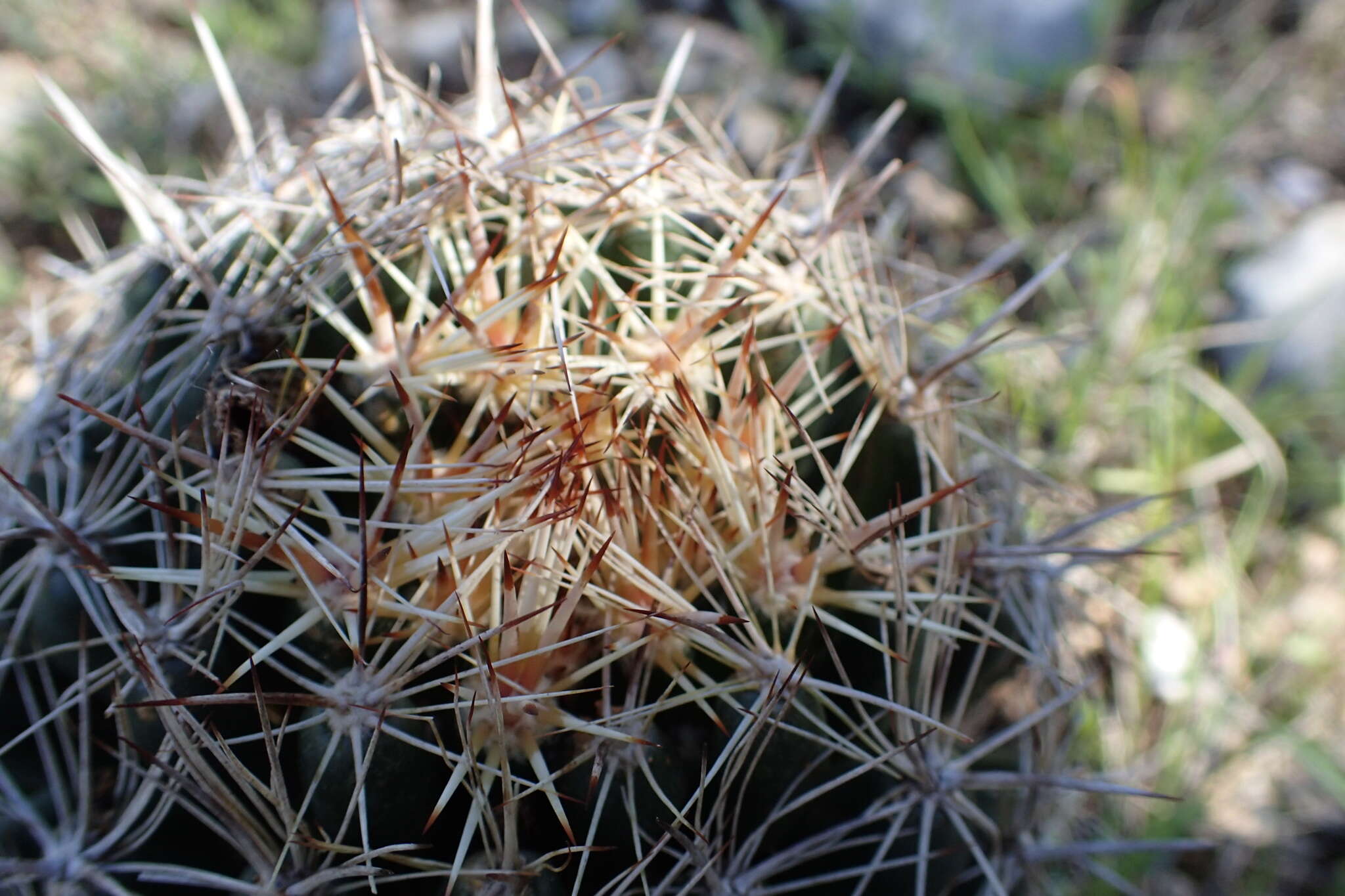 Image of pineapple cactus