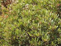 Image of Searsia magalismontana subsp. magalismontana