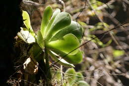 Image of Aeonium canariense subsp. christii (Burchard) Bañares