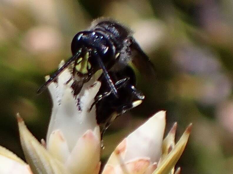 Image of Hylaeus nivicola Meade-Waldo 1923