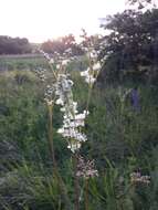 Image of dropwort